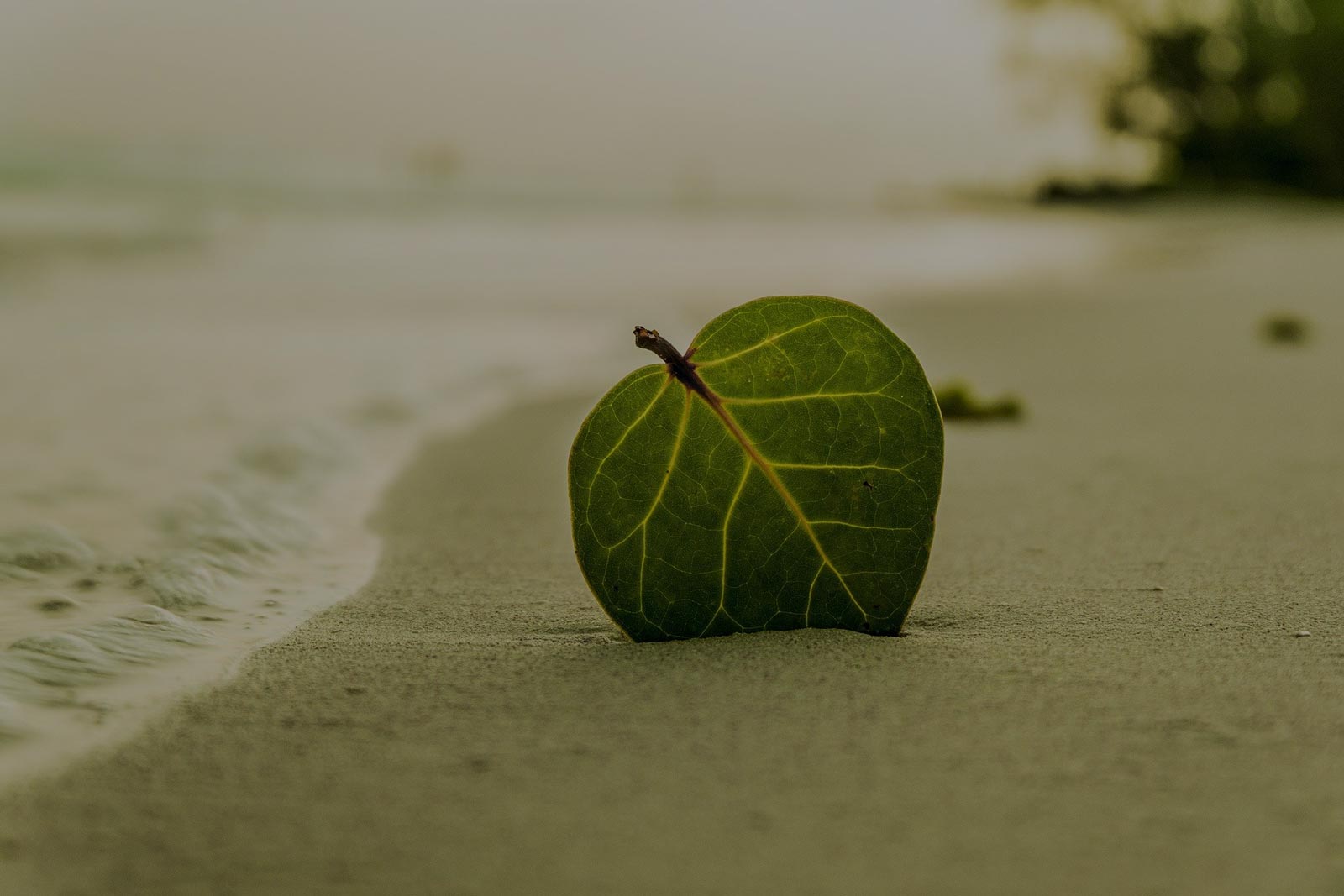 beach-peace-security-bg