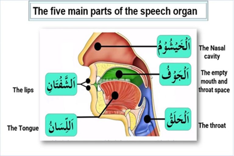 The names of the five main parts of the speech organ in Arabic language