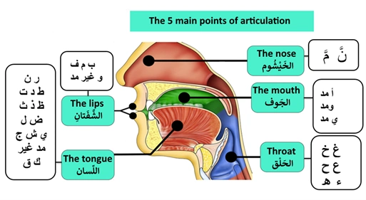 Speech Organs for Pronunciation of Arabic Letters
